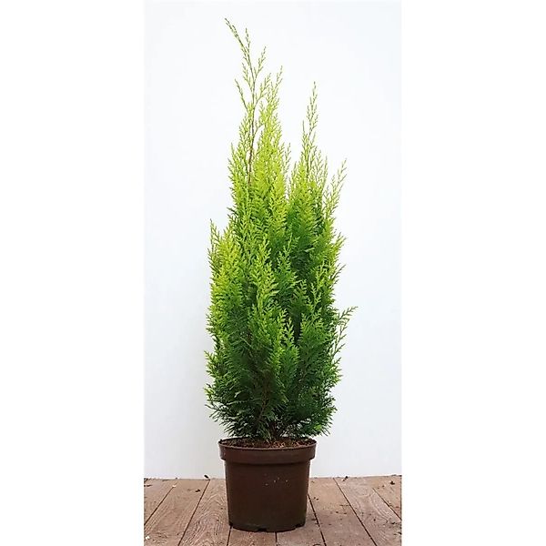Chamaecyparis,awsoniana 'Ivonne' 60-80 cm günstig online kaufen