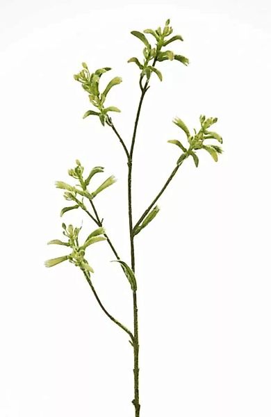 Flower & Style Kunstpflanzen & -blumen Känguruzweig soft grün 75 cm (grün) günstig online kaufen