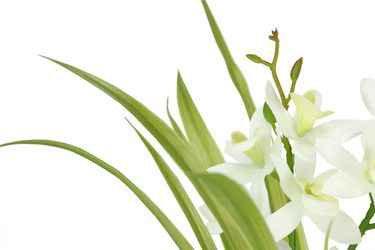 I.GE.A. Kunstblume "Kunstblume Schmetterling Orchidee mit Keramiktopf" Mit günstig online kaufen