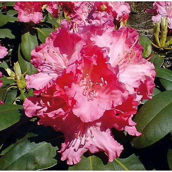 Rhododendron Tatjana 20-25cm - Alpenrose günstig online kaufen