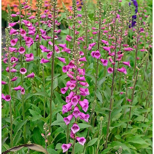 Fingerhut Foxi - Digitalis purpurea günstig online kaufen