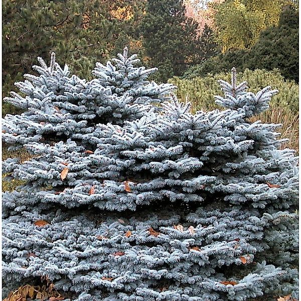 Zwergblaufichte 30-40cm - Picea pungens günstig online kaufen