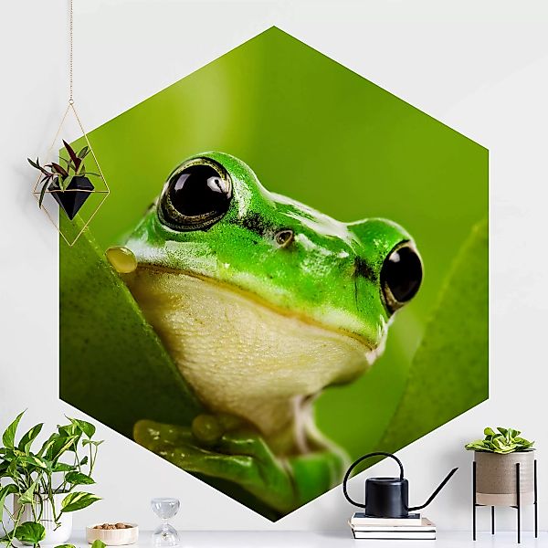 Hexagon Fototapete Wetterfrosch günstig online kaufen