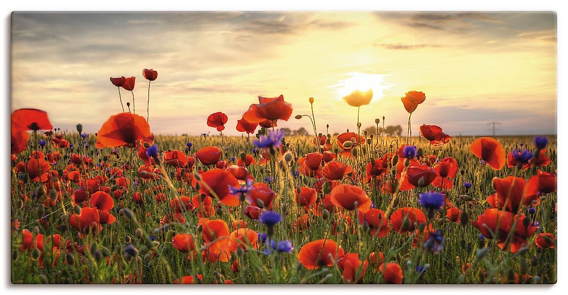 Artland Wandbild »Mohnblumen« 1 Stk. tlg. als Alubild, Outdoorbild, Leinwan günstig online kaufen