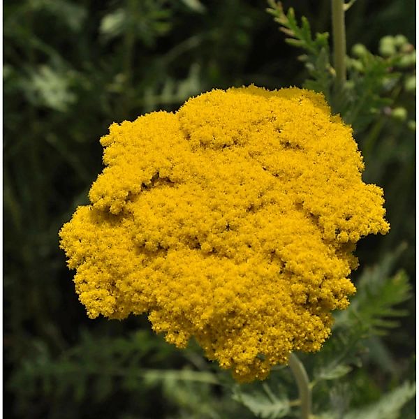 Schafgarbe Golden Plate - Achillea filipendulina günstig online kaufen