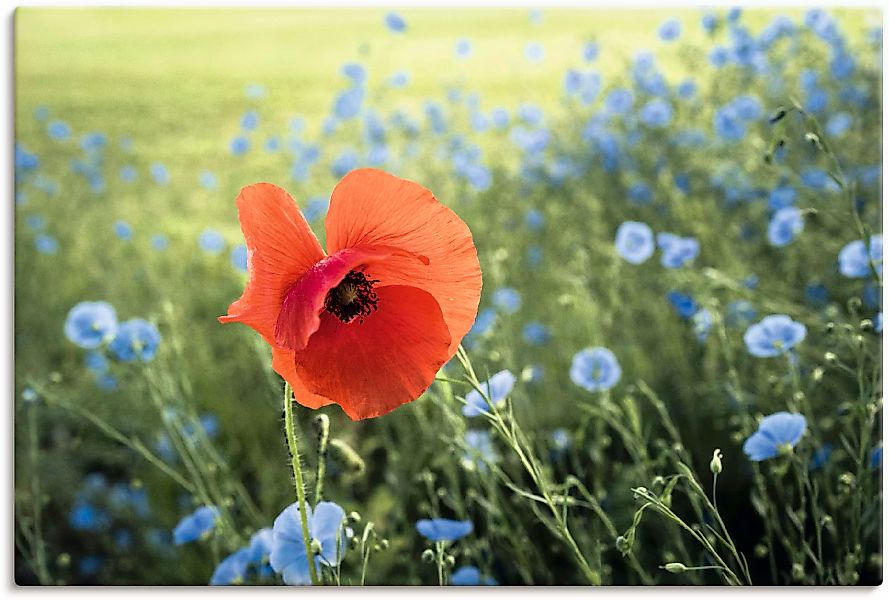 Artland Leinwandbild "Mohnblüte III", Blumenbilder, (1 St.), auf Keilrahmen günstig online kaufen