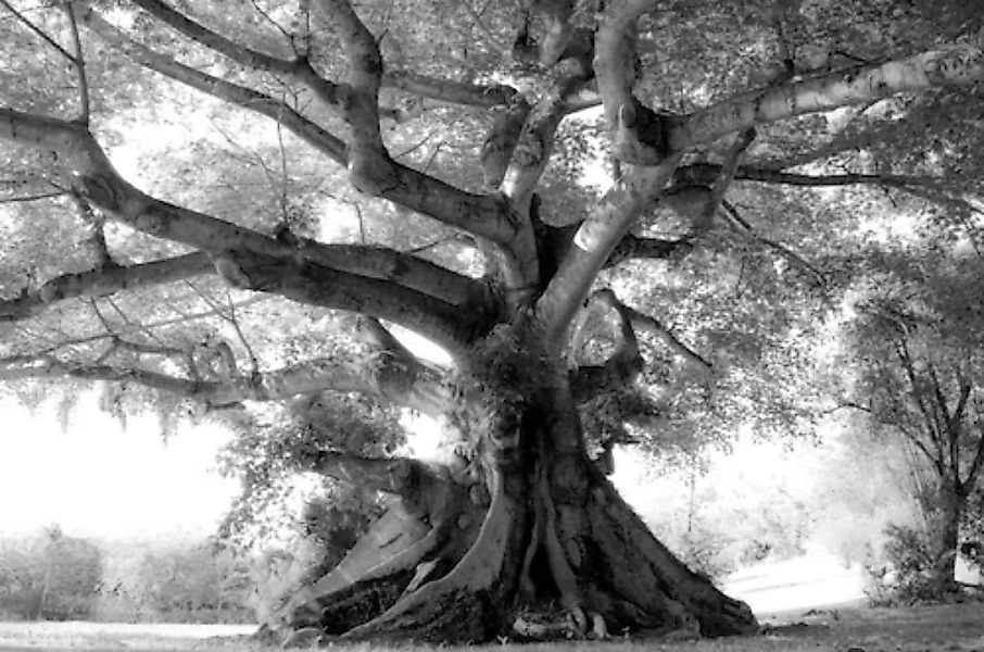 Papermoon Fototapete »Baum Schwarz & Weiß« günstig online kaufen