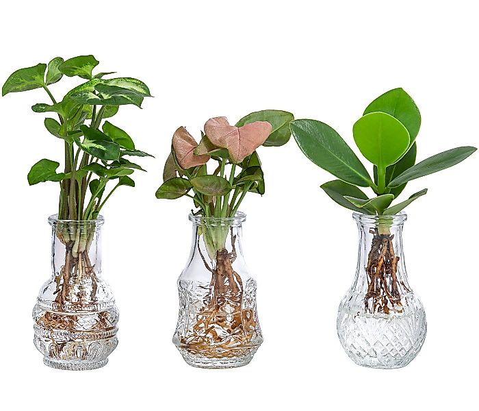 Dehner Zimmerpflanze Waterplant-Set, je 1x Balsamapfel, Purpurtute Arrow, P günstig online kaufen