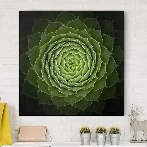 Leinwandbild Muster - Quadrat Mandala Sukkulente günstig online kaufen
