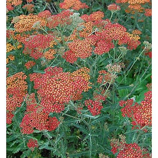 Schafgarbe Feuerland - Achillea millefolium günstig online kaufen