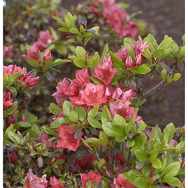 Japanische Azalee Hatsugin 15-20cm - Rhododendron obtusum - Zwerg Alpenrose günstig online kaufen
