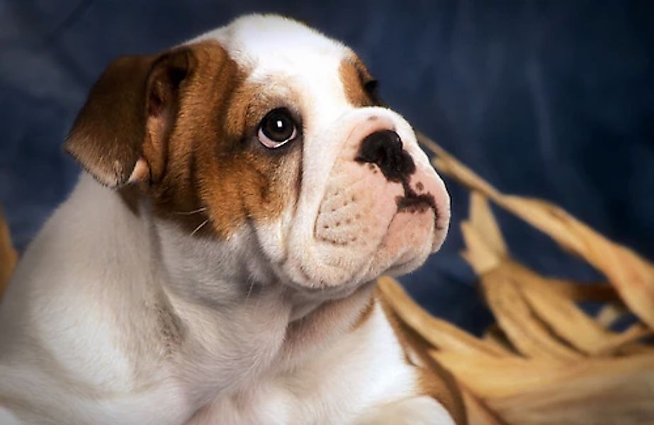 Papermoon Fototapete »BULLDOG-TIERE HUND BULLDOGE HUNDE WANDDEKO WANDBILD X günstig online kaufen