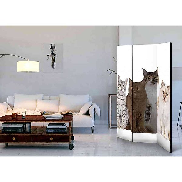 Fotodruck Paravent mit Katzen Motiv modern günstig online kaufen