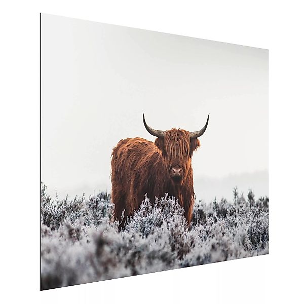Alu-Dibond Bild Tiere - Querformat 4:3 Bison in den Highlands günstig online kaufen