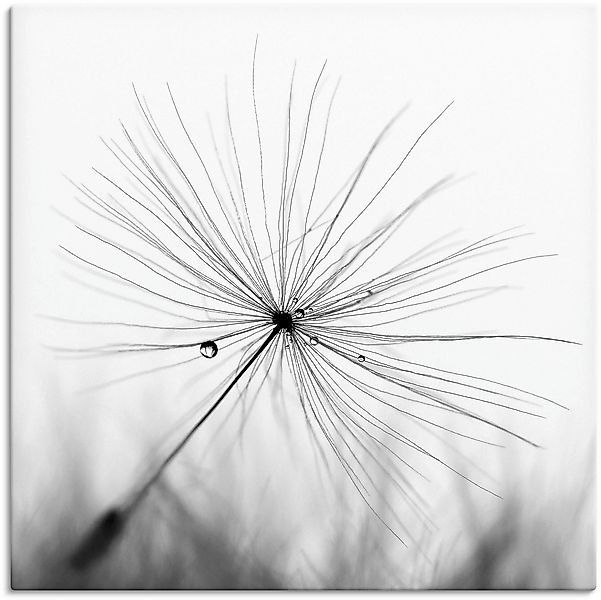 Artland Wandbild »Pusteblume Schirmchen«, Blumen, (1 St.), als Alubild, Out günstig online kaufen