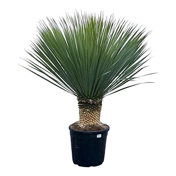 Exotenherz Palmlilie Yucca Rostrata 45cm Topf ca. 140 cm Hoch günstig online kaufen