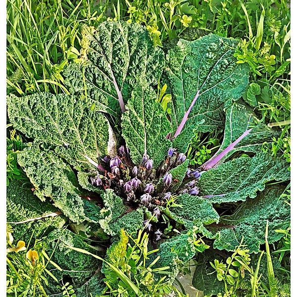 Herbst-Alraune - Mandragora autumnalis günstig online kaufen