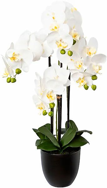 Creativ green Kunstorchidee »Phalaenopsis im Resintopf« mit Real-Touch-Blüt günstig online kaufen