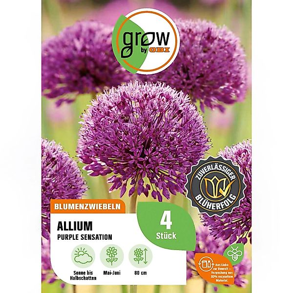 GROW by OBI Zierlauch Purple Sensation 4 Stück Allium aflatunense Allium günstig online kaufen