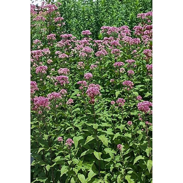 Eupatorium Fistulosum Purple Bush Purpurdost Ca. 11x11 cm Topf günstig online kaufen