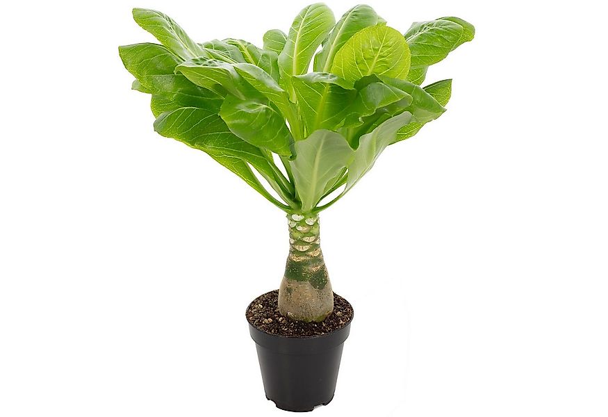Flowerbox Zimmerpflanze Hawaiipalme - Brighamia, - Höhe ca. 40 cm, Topf-Ø 1 günstig online kaufen