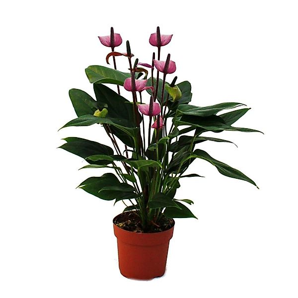 Exotenherz Zimmerpflanze Flamingoblume "Lila Fiorino" violett Anthurium and günstig online kaufen
