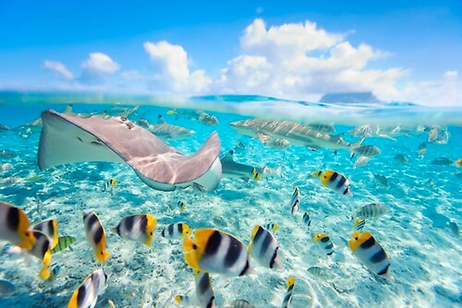 Papermoon Fototapete »UNTERWASSER-WELT-FISCHE KORALLE SEE MEER TIERE OZEAN« günstig online kaufen