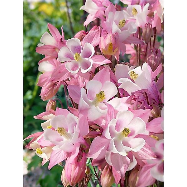 Aquilegia Caerulea Biedermeier Akelei Ca. 9x9 cm Topf günstig online kaufen