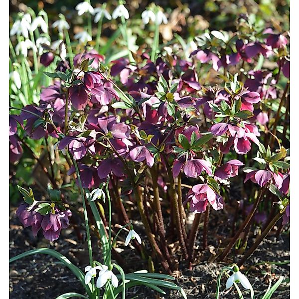 Christrose Pretty Ellen Red - Helleborus orientalis günstig online kaufen