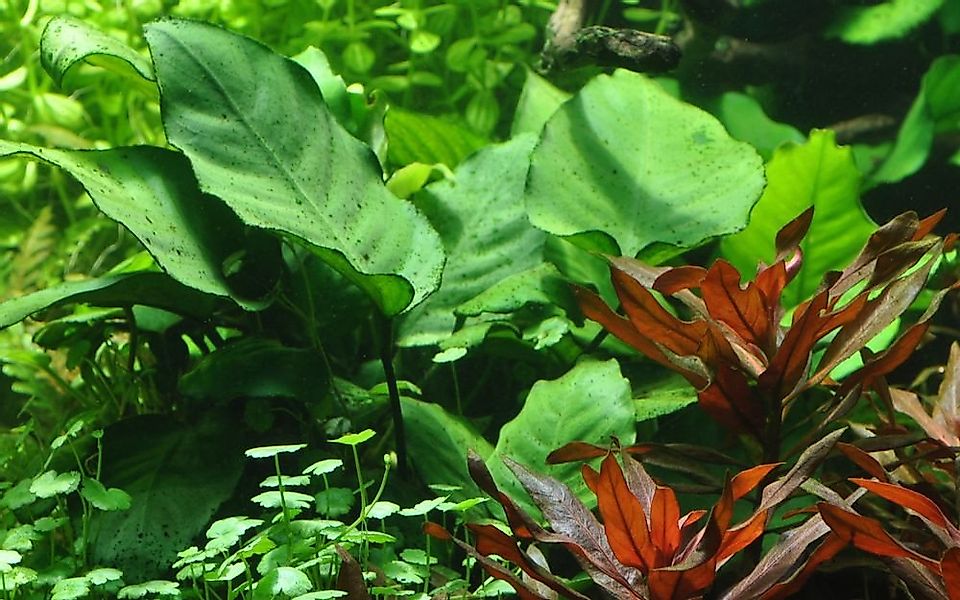 Aquaone Wasserpflanze Aquarium Pflanze Anubias barteri caladiifolia Nr.101U günstig online kaufen