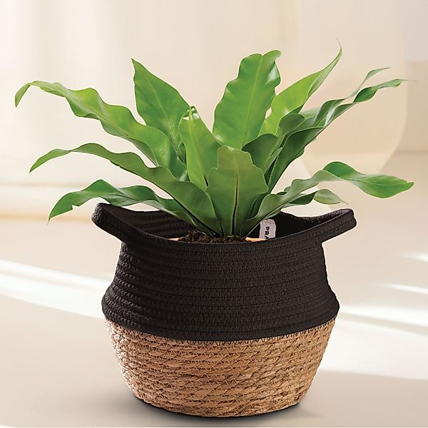 Praknu Aufbewahrungskorb Blumentopf Klein Schwarz S günstig online kaufen