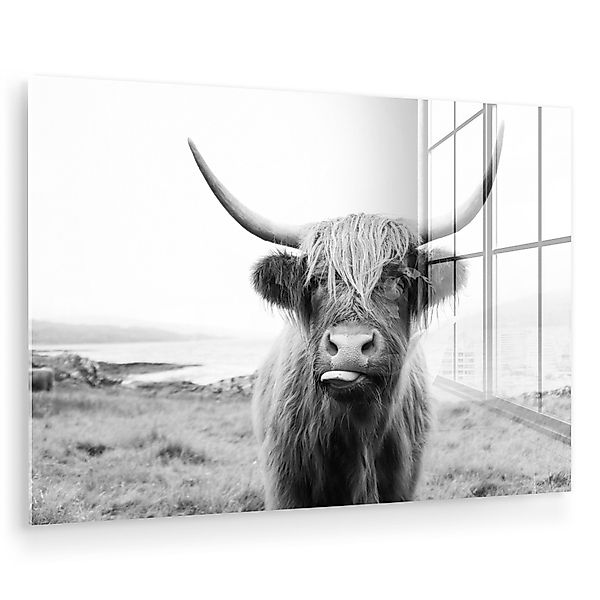 MuchoWow Acrylglasbild Tiere - Schottischer Highlander günstig online kaufen