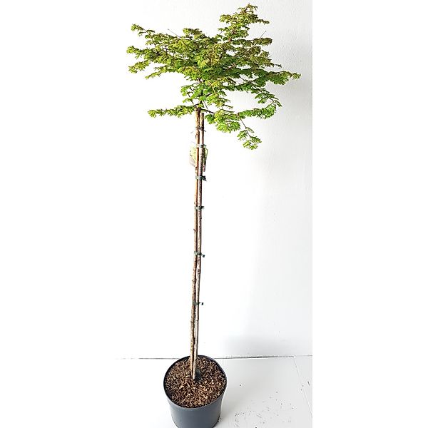 Pflanzen-Boering Metasequoia Matthaei Broom Kugel-Mammutbaum Stämmchen 160- günstig online kaufen