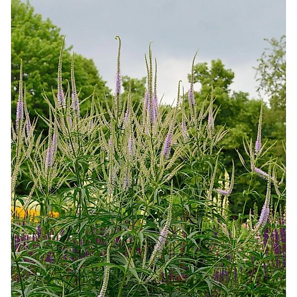 Virginischer Riesen Ehrenpreis Lavendelturm - Veronicastrum virginicum günstig online kaufen