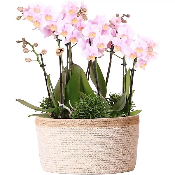Kolibri Orchids Pflanzenset inkl. Wassertank Drei Rosa Orchideen Andorra 9c günstig online kaufen