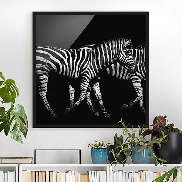 Bild mit Rahmen Schwarz-Weiß - Quadrat Zebra vor Schwarz günstig online kaufen
