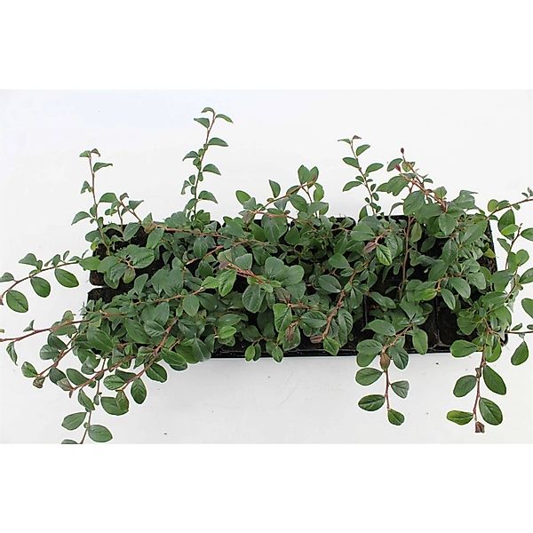 Cotoneaster Dammeri Radicans Teppichmispel Immergrün Ca. 9x9 cm Topf günstig online kaufen