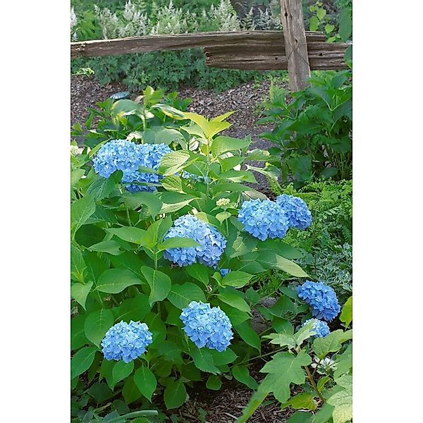 Hydrangea Macrophylla Bauernhortensie 60-80 cm günstig online kaufen