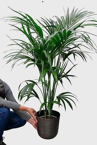 Green Me Up Zimmerpflanze Große Kentia Palme, Wächst in Erde, Pflegeleicht, günstig online kaufen