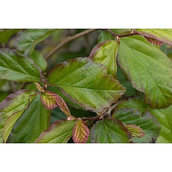 Parrotia Persica Bella Eisenholzbaum 60–80 cm Auffälliges Laub günstig online kaufen