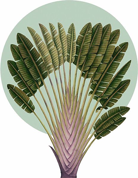 Komar Bild "Botanical Garden Pinnate Palm" Natur 1 Stk. tlg. Wandbild zur D günstig online kaufen