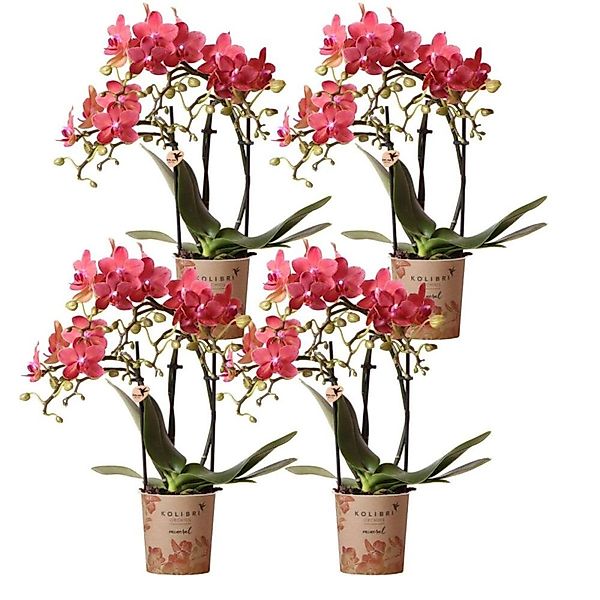 Kolibri Orchids Kombideal 4 Rote Phalaenopsis Orchideen Kongo Topfgröße 9cm günstig online kaufen