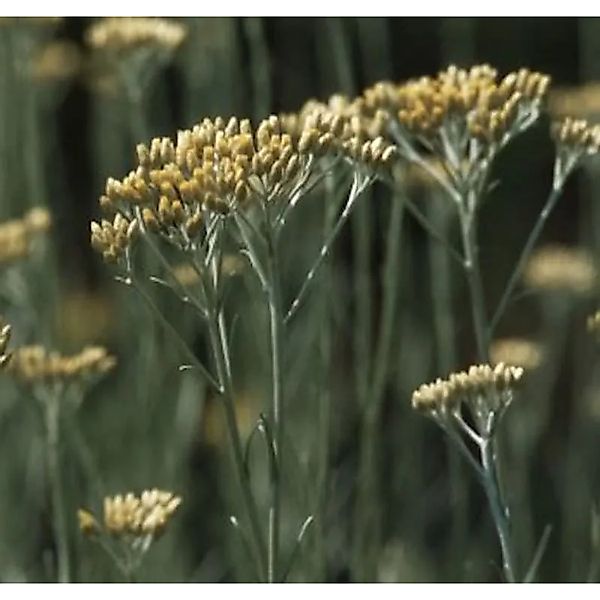 Strohblume Dwarf - Currystrauch - Helichrysum italicum günstig online kaufen