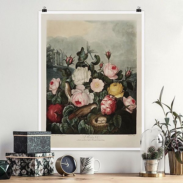 Poster Botanik Vintage Illustration Rosen günstig online kaufen