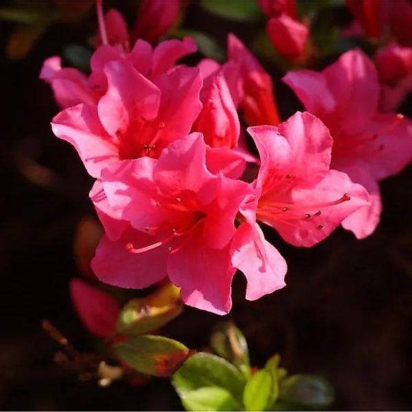 Japanische Azalee Geisha Red 20-25cm - Rhododendron obtusum günstig online kaufen
