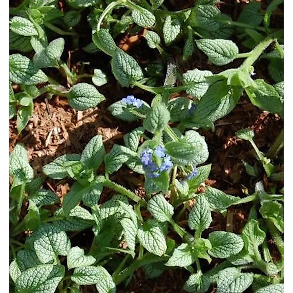 Kaukasus Vergißmeinnicht Silver Heart - Brunnera macrophylla günstig online kaufen