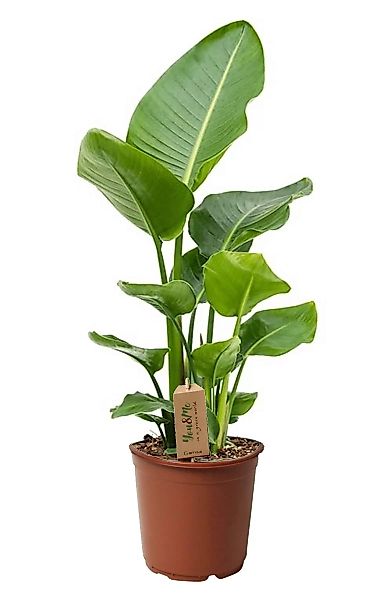 Perfect Plant | Strelitzia Nicolai günstig online kaufen