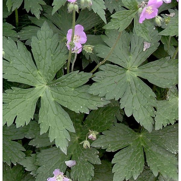 Storchenschnabel Vickie Lynn - Geranium maculatum günstig online kaufen