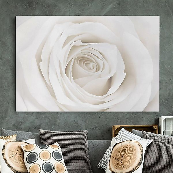 Leinwandbild Blumen - Querformat Pretty White Rose günstig online kaufen