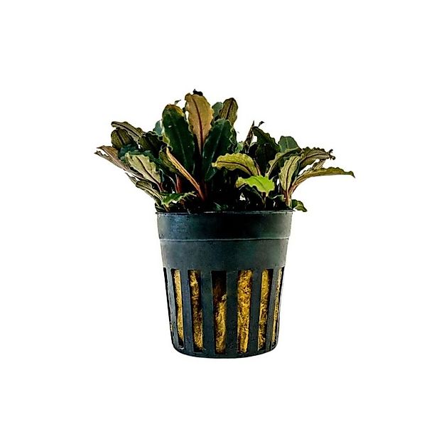 Aquaone Wasserpflanze Aquarium Pflanze Bucephalandra sp 'Blue green' Nr.340 günstig online kaufen